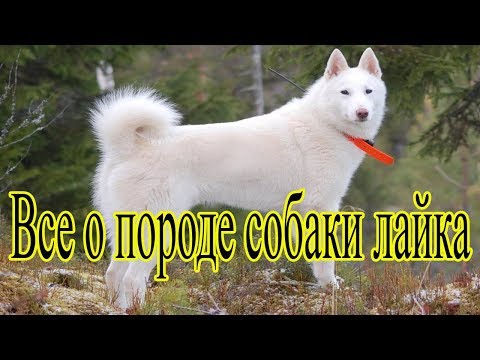 Видео: Познавательное видео про лайку! Полное описание хаски!