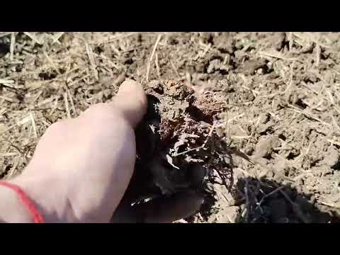 Видео: Сівалка мототракторна в роботі.Купляв у магазині  Заря @VitaliyBoychuk