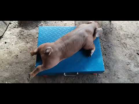 Видео: Обзор поросят породы Дюрок на продажу