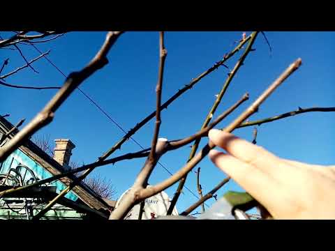Видео: Инжир обрезка 23го года