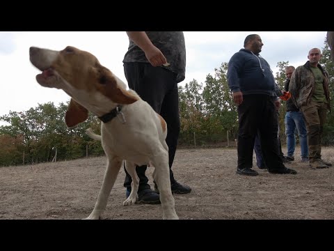 Видео: ЕСЕННА КУПА 2020 на КЛУБ БЪЛГАРСКО ГОНЧЕ