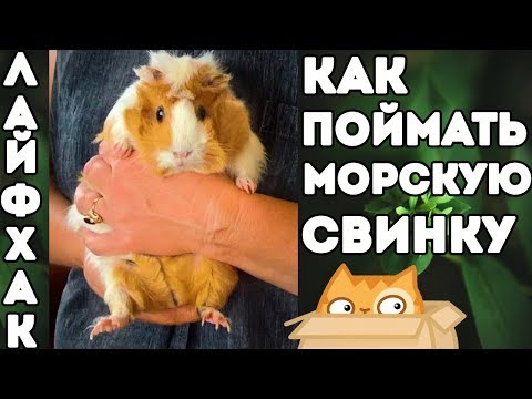 Видео: ЛАЙФХАК: КАК ПОЙМАТЬ МОРСКУЮ СВИНКУ. ОТРАВЛЕННАЯ КЛУБНИКА??? о_О