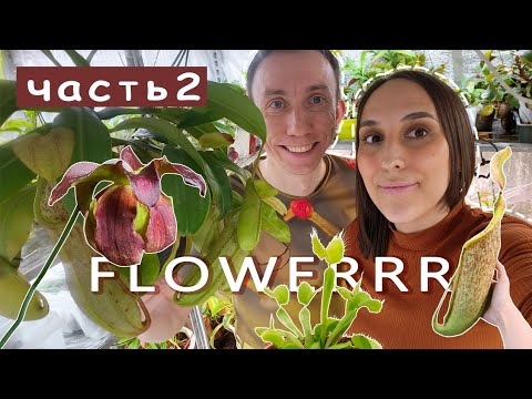 Видео: Часть2/Магазин хищных растений Flowerrr/Обзор растений и много полезных советов!