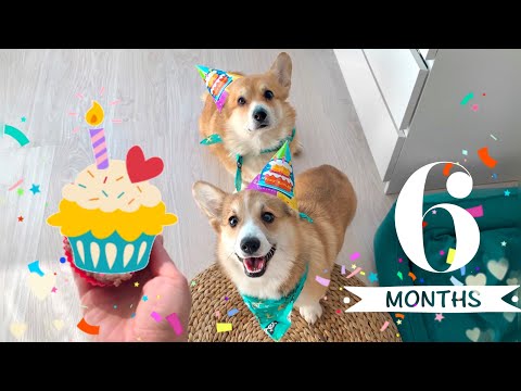 Видео: Карантинная ВЕЧЕРИНКА!🎂 празднуем 6 месяцев Сэдди! Рецепт паштета из куриной печени🙌