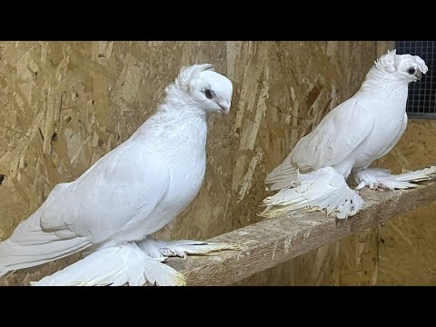 Видео: Узбекские голуби Pigeons الحمام Tauben  merpati کبوتر 鴿子 ハトkaʙūtar güvercinler porumbei 4/11/25