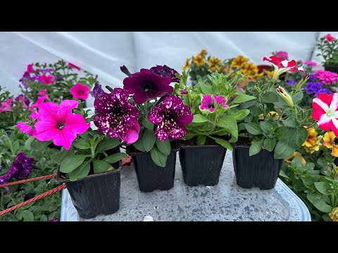 Видео: Получил черенки петунии. Черенкование - все секреты.🌺😍