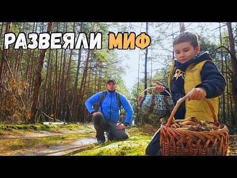 Видео: 🌲Как мы с сыном ГРИБЫ 🍄‍🟫 искали, а домой целую машину ТЫКВ 🎃 привезли! Грибной МИФ развеян! 🍄