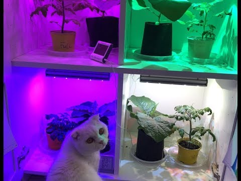 Видео: Вся правда о фитосвете наглядно.