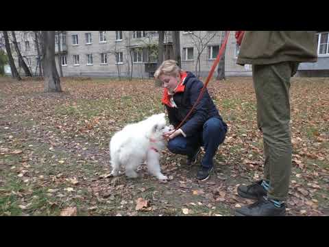 Видео: Щенок самоеда. Первое занятие на прогулке