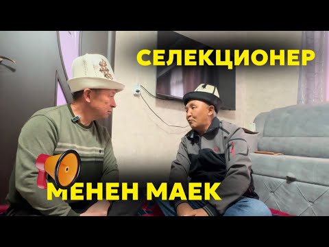 Видео: Дасыккан саяпкер,кесипкөй селекционер Бердикеев Чолпонбай менен маек