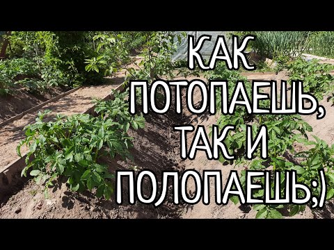 Видео: КАК  ОКУЧИТЬ КАРТОШКУ В РУЧНУЮ ТЯПКОЙ ДЛЯ ОГРОМНОГО УРОЖАЯ.СОРТ КАРТОФЕЛЯ АМЕРИКАНКА, В ПИРАМИДАХ.
