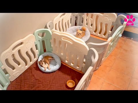 Видео: Одна собака не ест! Другая начала рожать! Чихобум продолжается!