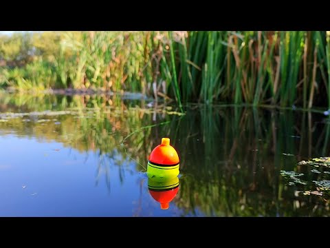 Видео: ЛОВЛЯ ЩУКИ НА ЖИВЦА.  ОТКРЫТИЕ СЕЗОНА