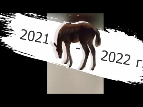 Видео: Немного моей конной истории 2021-2022 г.