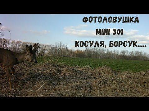 Видео: Фотоловушка Mini 301 (косуля, борсук.../Trail camera Mini 301 (roe deer, badger, fox, hare)