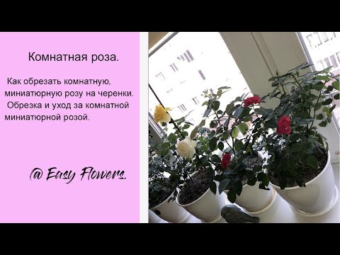 Видео: Как ОБРЕЗАТЬ комнатную миниатюрную РОЗУ на черенки?  Обрезка и уход за комнатной миниатюрной розой