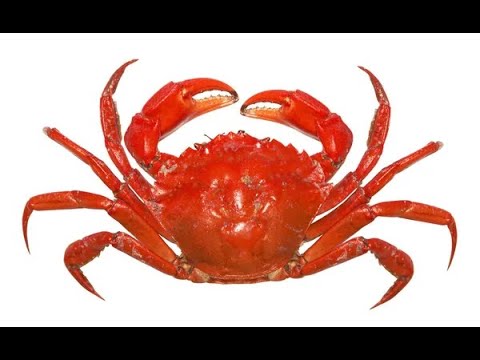 Видео: Как правильно есть крабов / Что можно есть в крабах