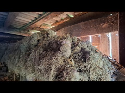 Видео: Продаж часнику сорт Харнас.Вересень