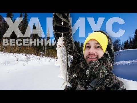 Видео: Весенний жор хариуса! Баранина на Wok. 2 дня в тайге. 04.2018