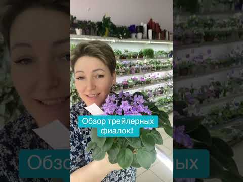 Видео: Обзор трейлерных фиалок 10.09.25 Онлайн магазин. 