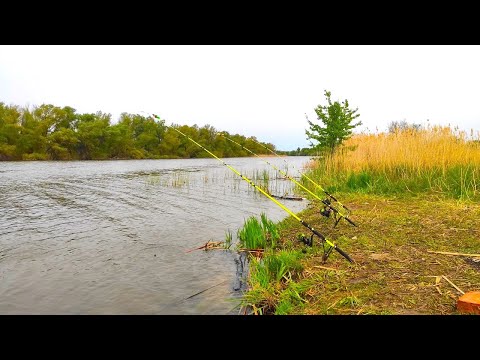 Видео: Поставил на червя... и ОНО загнуло ДО САМОЙ ВОДЫ!! Рыбалка на сазана весной