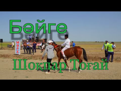 Видео: Бәйге 30.06.2023 Шоқпар Тоғай