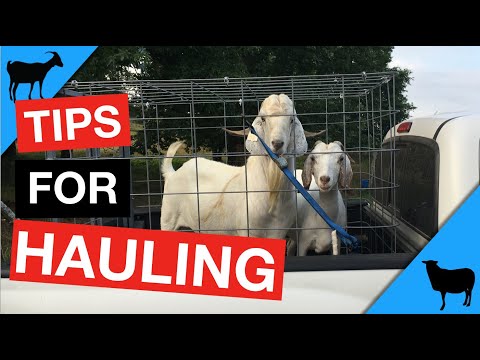 Видео: Перевозка коз и овец