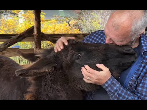 Видео: Любимые ослики, козлы под седло и кеклики-несушки. Часть 2