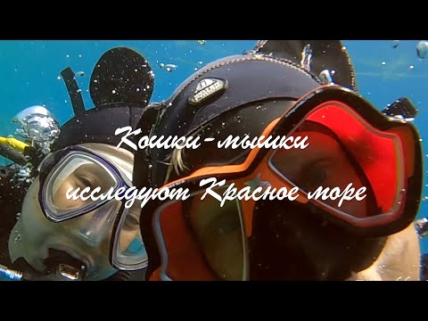 Видео: Кошки-мышки исследуют Красное море/Cat&Mouse explore Red Sea
