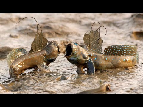Видео: Странная рыба, которая живет на суше и дерется за территория будто зверь, Илистый прыгун!