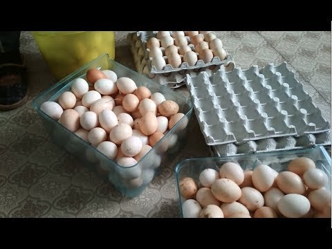 Видео: От чего несутся куры?