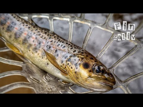 Видео: Ловля дикой форели и хариуса  на лесных реках Ленинградской области
