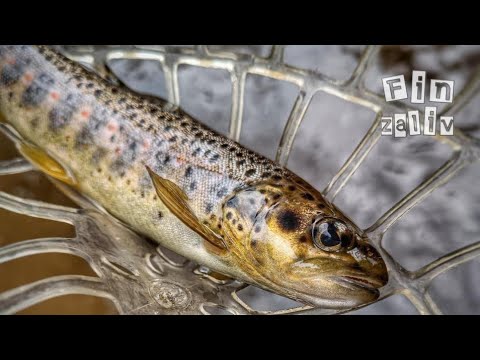 Видео: Ловля дикой форели и хариуса  на лесных реках Ленинградской области