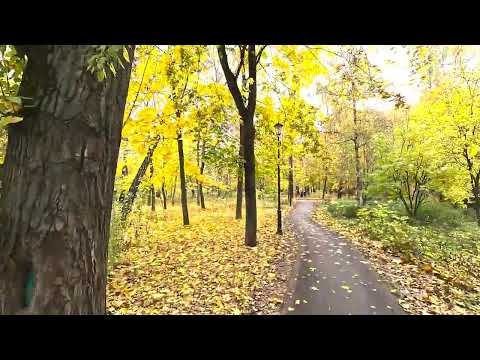 Видео: Потрясающая золотая осень в Москве | Расслабляющая музыка - 4K HDR 60 FPS