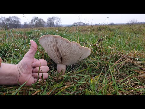 Видео: ОТЛИЧНЫЙ УРОЖАЙ СИНЕНОЖКИ ! Рядовка лиловоногая есть ! Грибы 2020 !