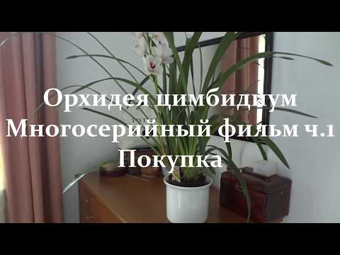 Видео: 🌺 Орхидея цимбидиум . Многосерийный фильм ч 1.  Покупка (перезалито)