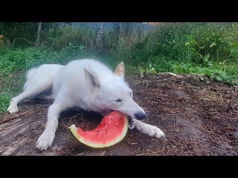 Видео: Лайки Топ/ Лопают арбузы и груши/
