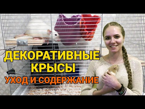 Видео: Декоративные крысы - уход и содержание | Как ухаживать за крысой?
