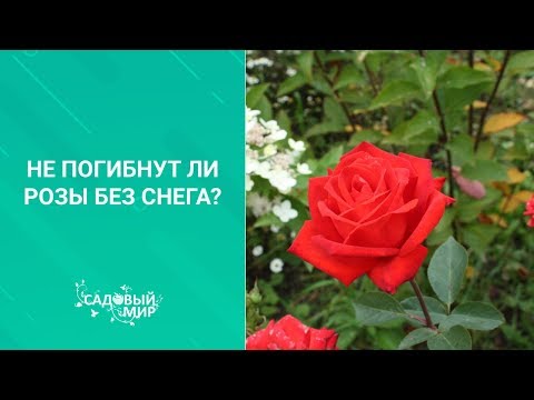Видео: Не погибнут ли розы без снега