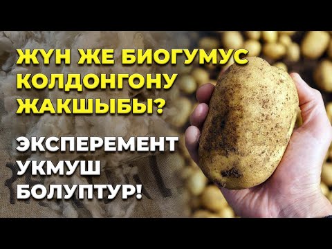 Видео: Койдун жүнү ишке жарабайт дегендер көрүп койгула!