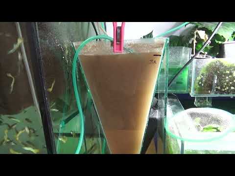 Видео: АРТЕМИЯ - КОРМ ДЛЯ РЫБОК для НАЧИНАЮЩИХ!