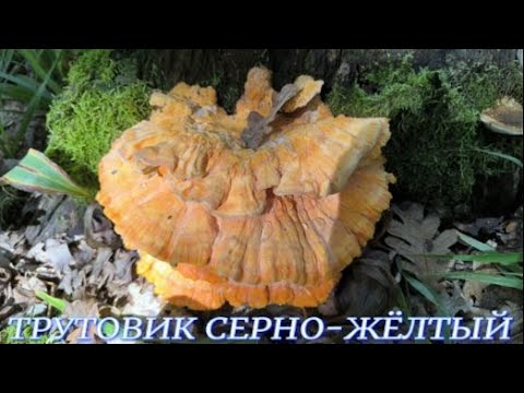 Видео: №1126/ ГРИБНОЕ разнообразие в КУБАНСКОМ ЛЕСУ.( Шампиньоны, Трутовик, Опята, Печёночница)