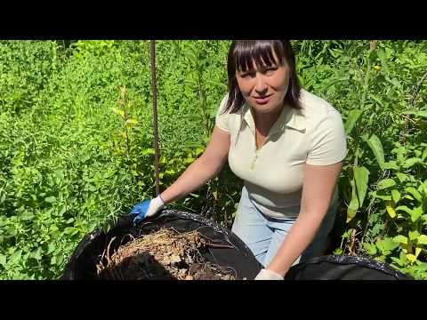 Видео: Дачный участок без минеральных удобрений