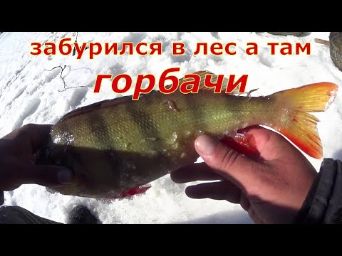 Видео: Забурился в лес, раздача окуня. Самый последний лёд.