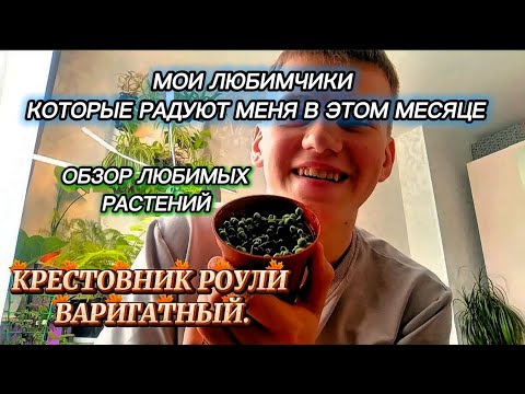 Видео: ОБЗОР РАСТЕНИЙ | КАКИЕ РАСТЕНИЯ РАДУЮТ МЕНЯ В ЭТОМ МЕСЯЦЕ
