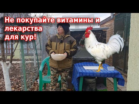 Видео: Чем пропаивать кур 🐔 Витамины для кур чеснок+яблочный уксус