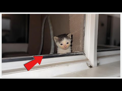 Видео: Что бы вы сделали, если бы услышали кошачье мяуканье в окно? Мы решили вломиться... #спасение