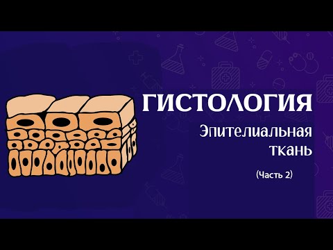 Видео: НАЧАЛО ГИСТОЛОГИИ (2) | Эпителиальные ткани, покровный и железистый