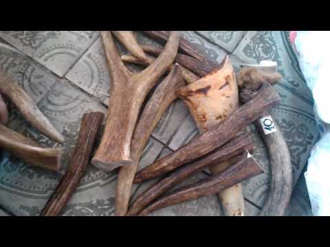 Видео: Резьба по рогу оленя и лося. Часть №1(подготовка материала) .