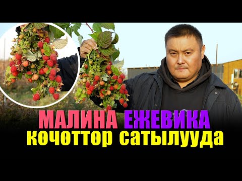 Видео: Күзгү жумуштар! Ежевика менен малинанын көчөттөрү сатылып жатат! Өблустарга өсөбү?